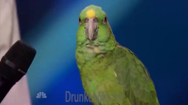 Americano’s got talent [chicken & Parrot 🦜 sing karenni song] #djkhaled смотреть онлайн