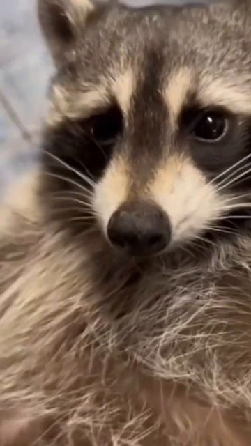 maur maur смотреть онлайн