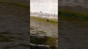 ВДОЛЬ ПО ПИТЕРУ #best #video #экскурсия #путешествие #река #нева #вода