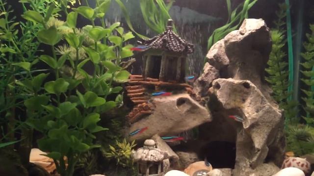 Dwarf Gourami Neon tetra aquarium смотреть онлайн