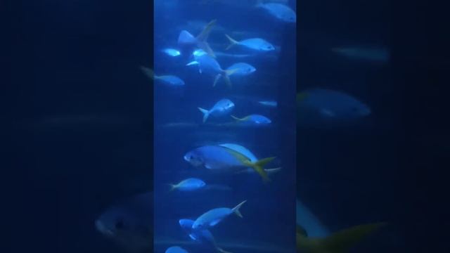 17 сентября 2022 г. смотреть онлайн