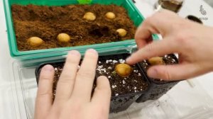 Как вырастить цикас из семян? Делимся опытом 🌱