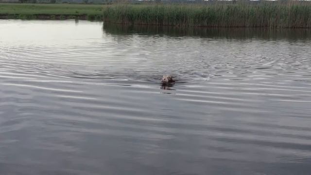 Заплыв быка смотреть онлайн