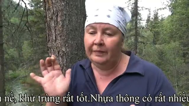 NHỰA THÔNG. Nhựa thông là gì смотреть онлайн