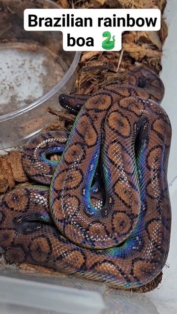brazilian rainbowboa new skin#brazilianrainbowboa#boa#snake#reptile#wildlife#fire#bluespark#prizm
