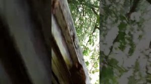 белка спит на ветке