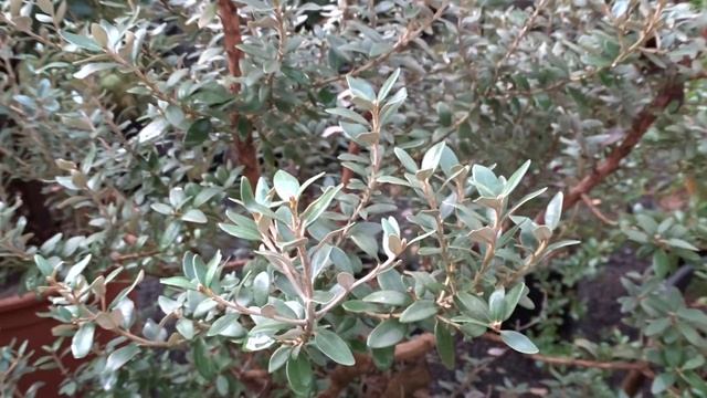 Olearia x haastii смотреть онлайн