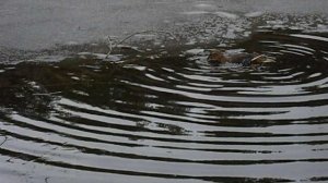 Подсадные утки Андрея Лохматого