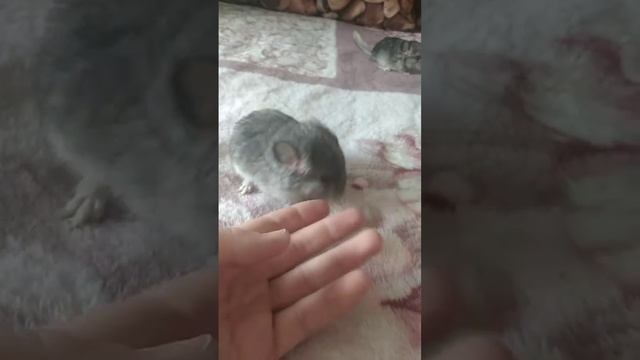 Шиншиллы. Малышам две недели. смотреть онлайн