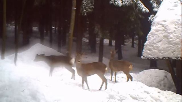 Moultrie I-45 II смотреть онлайн