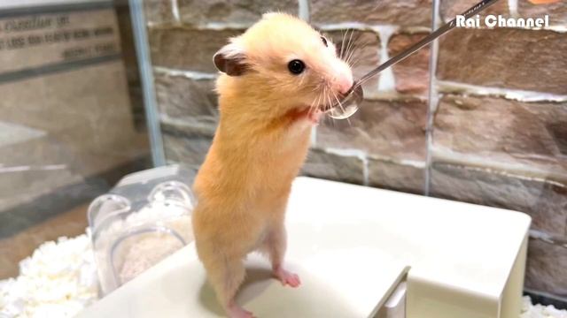 はむぴゅーれを与えてみたら・・・【ゴールデンハムスター】 смотреть онлайн