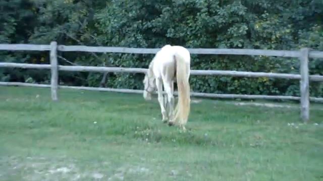 такого вы никогда не видели! /  you never saw it befor! смотреть онлайн