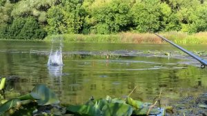 РЫБАЛКА в ЛИВЕНЬ. Ловля карася в дождь на поплавок и эфирное масло лаванды