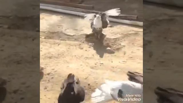 Бакинские мраморные голубе.Широкий хвост.2017.Хаял +994-55-427-33-99. смотреть онлайн