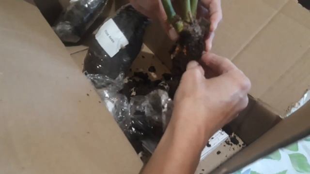 Отзыв садовод ДИНА смотреть онлайн