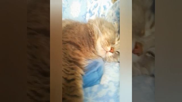 МИЛОТА cat cats catlife funny коты кошки funny