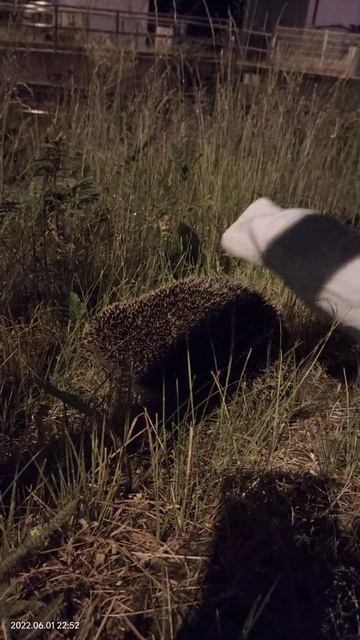 ёжик не в тумане, живёт на железнодорожной станции смотреть онлайн