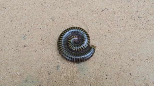 A Cambodian Millipede смотреть онлайн