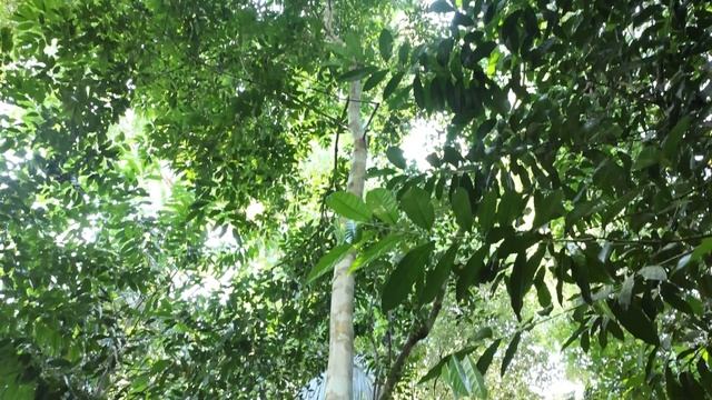 Belize Watch   Aurora Saqui Medicinal Garden   April 6 2023