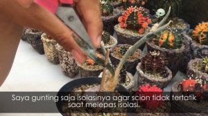 Astrophytum Caput Medusae jadi Rootstock? Siapa Takut~