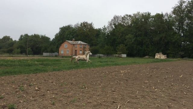 Лашатка смотреть онлайн