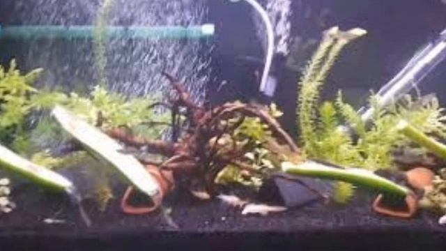 bitkilerin akvaryum için önemi смотреть онлайн