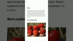 крупные сорта клубники ремонтантная очен крупные
