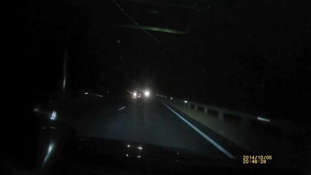 Boar on road