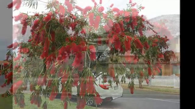 [Trees in Australia] BOTTLEBRUSH TREE ; 붉은 병솔꽃 смотреть онлайн