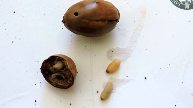 Capital Naturalist: Acorn Weevils смотреть онлайн