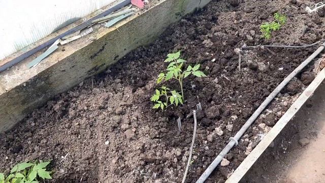 Высаживаем томаты, на ПУХОВУЮ ПЕРИНУ.для обильного урожая🍅💯 смотреть онлайн