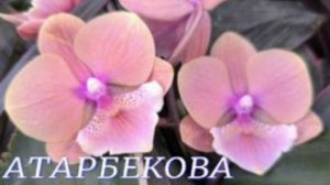 №1066/ СВЕЖАЯ поставка ОРХИДЕЙ в с/ц на АТАРБЕКОВА