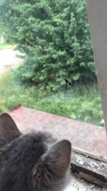 Оса жалит Милаху🙀 смотреть онлайн