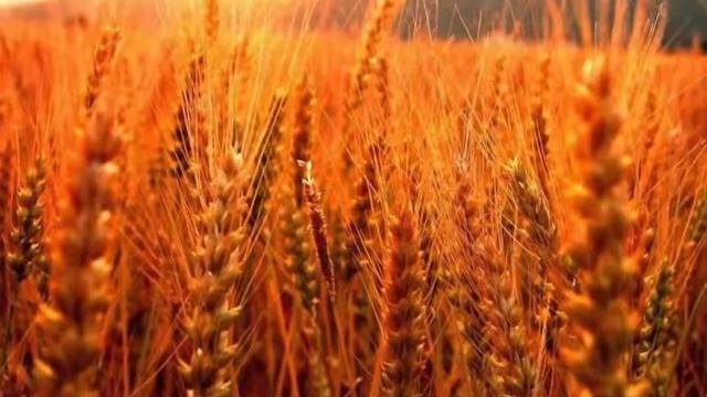 Aleppo so beautiful Just before the war смотреть онлайн