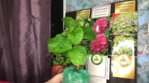 Отзыв о магазине Цветочные Мечты. Гортензии.