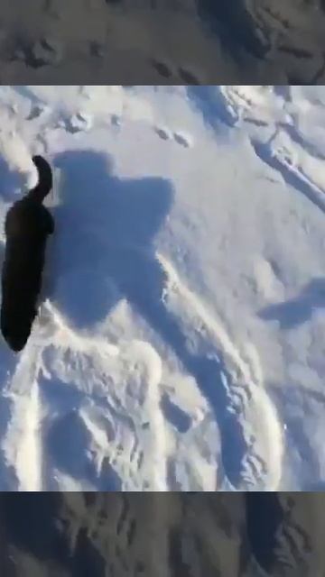 Норка. Голодная норка. Прикол!!! смотреть онлайн