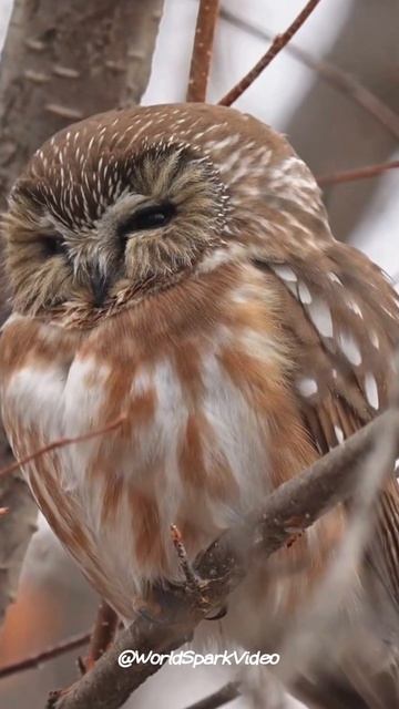 Tree Cavity Habitat: Saw whet owl wildlife