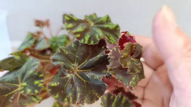 Предлагаю излишки бегонии и другие цветы. смотреть онлайн