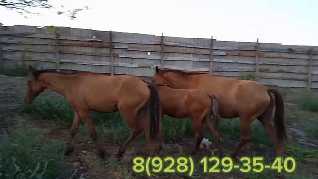 продается табун, 7 голов смотреть онлайн