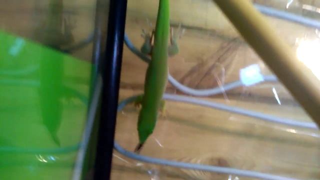 Муся вышла на охоту! смотреть онлайн