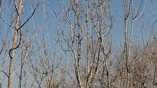 Урюк расцвел, красота ! смотреть онлайн