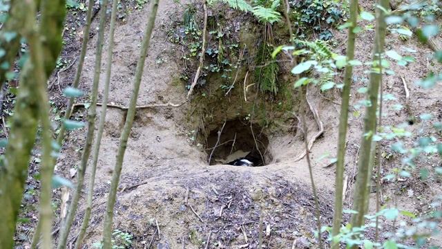 Was mache ich mit den Drohnenwaben/Что я делаю с трутнёвыми рамками/ смотреть онлайн