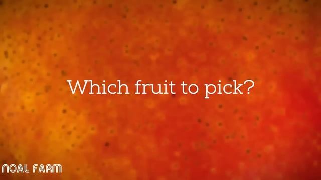 Mango Harvesting Machine - How to Mango Picking - Mango Farm Agriculture Technology