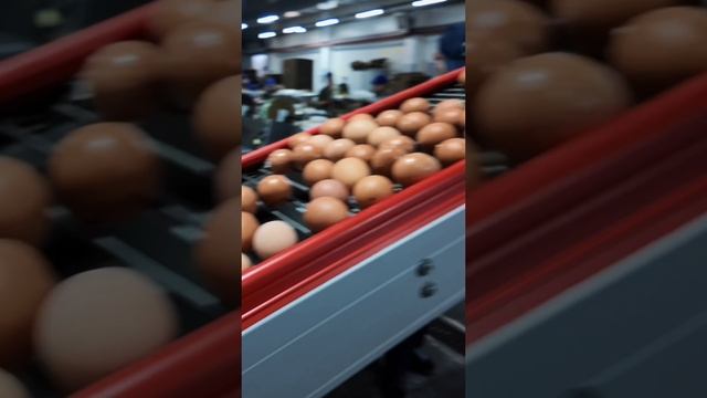 Яйца к Пасхе - Интервью на птицефабрике