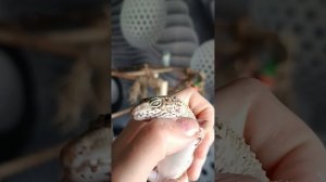 Как кусает эублефар 😱🩸🩸🩸