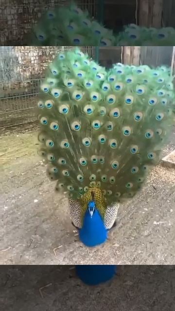 Peacock slow motion dance || peacock heavy rain dance sound || peaocok sound смотреть онлайн