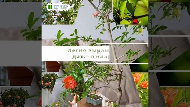 Гранат карликовый #yf_kak_interesno #саднаподоконнике #саддачаогород