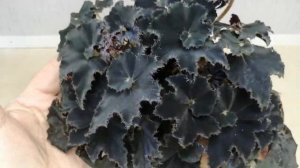 Бегонии Кейн, природники. Детки на продажу