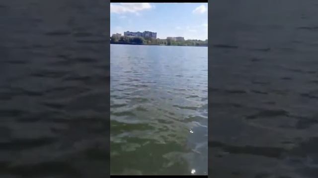 котик катается по озеру Кабан смотреть онлайн