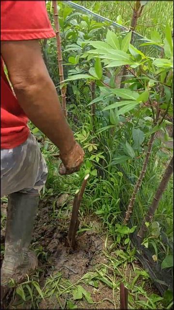 cara menanam talas merah sangat lah mudah смотреть онлайн